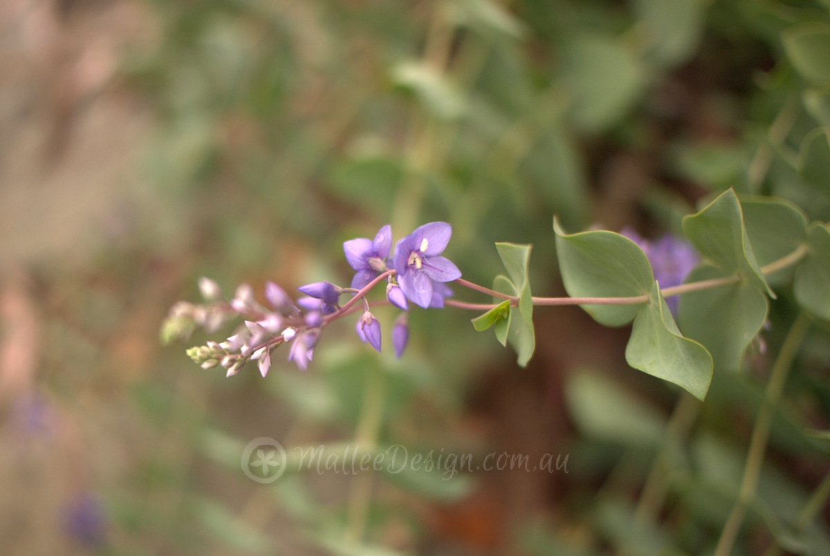 Lovely shrub of many names: Veronica perfoliata