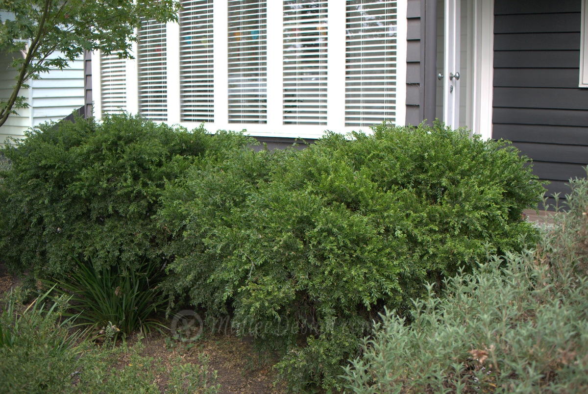 Low Shrubbery: Acacia howittii ‘Honey Bun’