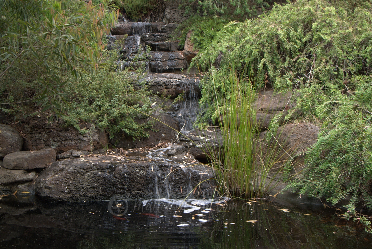 Wattle Glen: Sam Cox Landscape