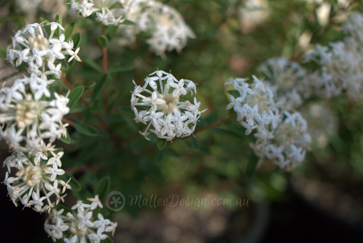 Butterfly attracting Pimelea ‘White Jewel’