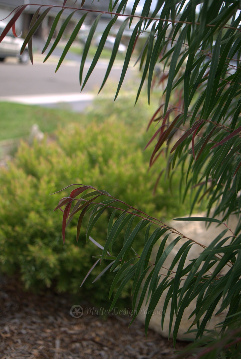 In Support of Agonis 'Burgundy' P1050508