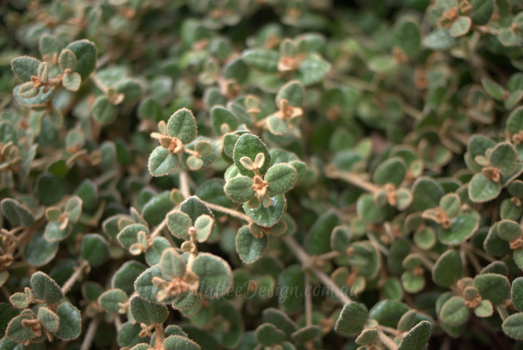 Coastal Correa ground cover : Correa alba prostrate P1100182