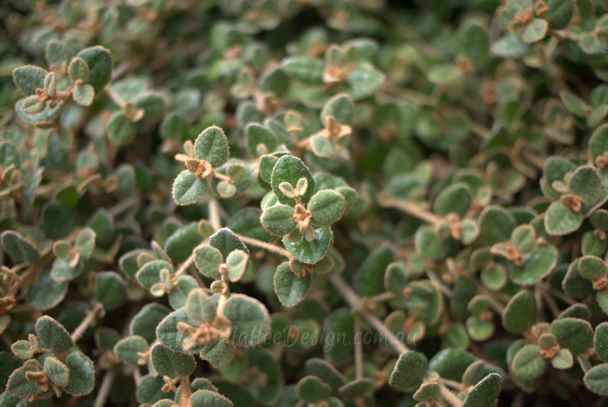 Coastal Correa ground cover : Correa alba prostrate