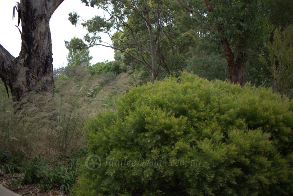 Soft, Luscious Screen: Acacia fimbriata Dwarf P1100543