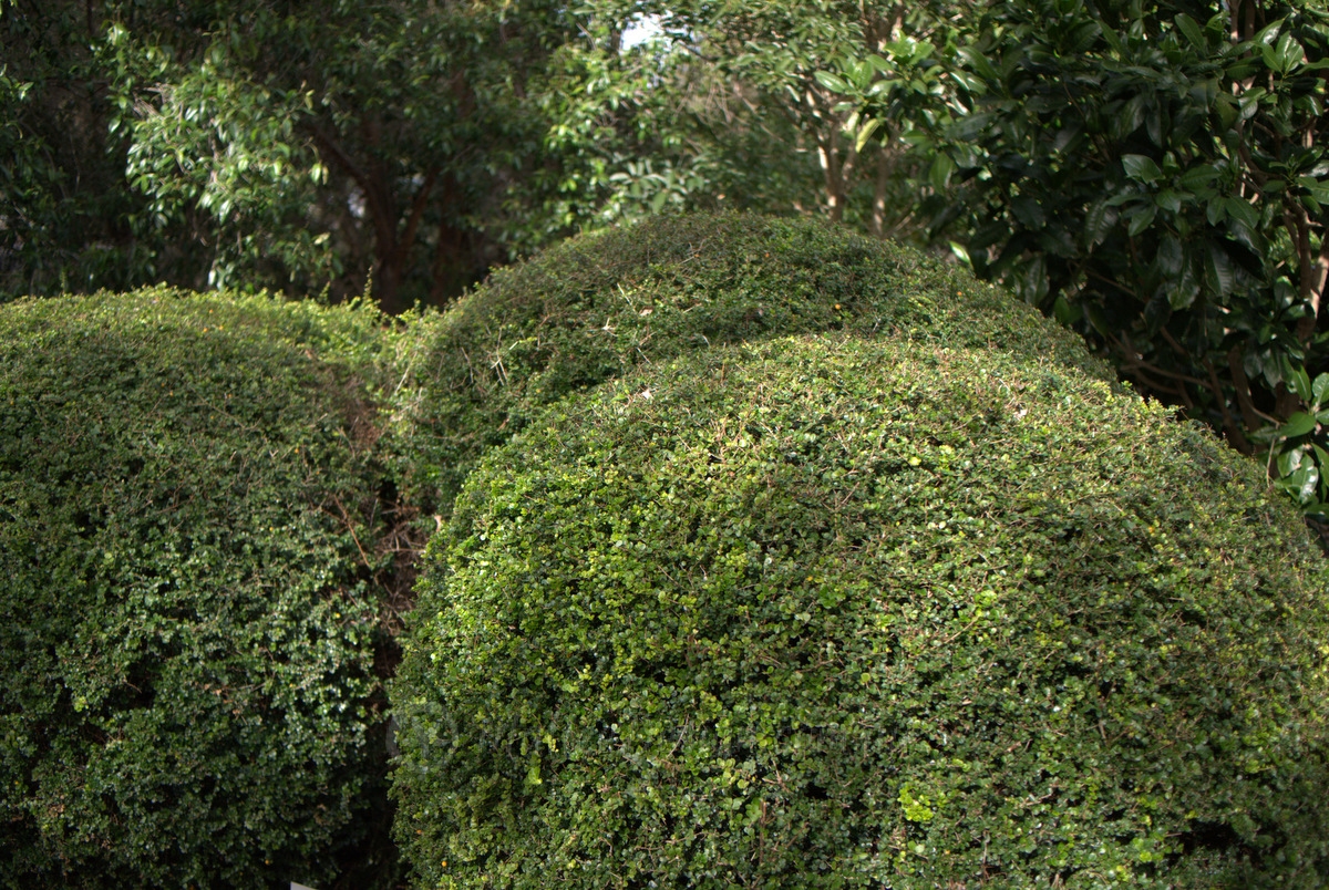 Bush Food Spheres: Citriobatus pauciflorus