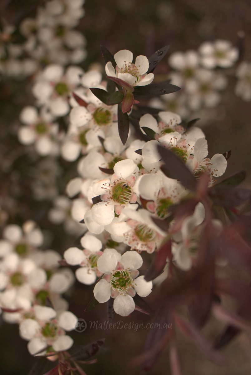 Truly Wind Tolerant Natives
