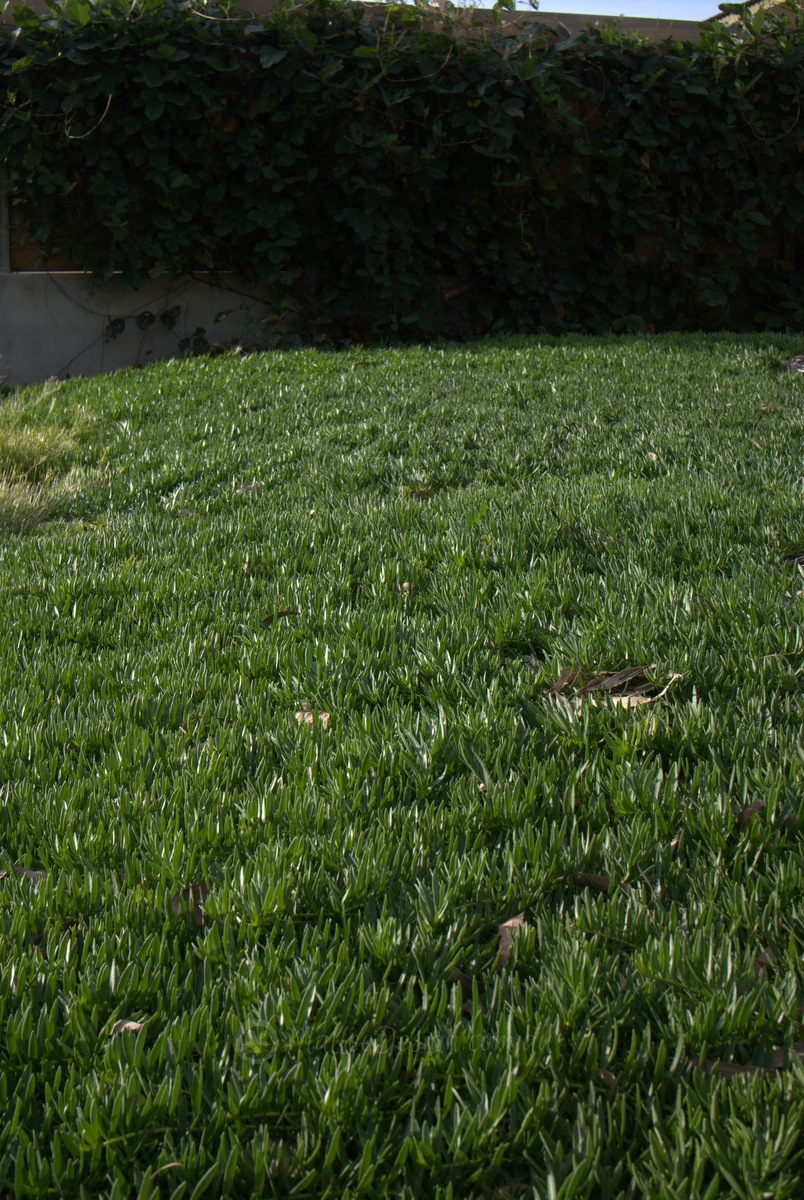 Myoporum Lawn: Myoporum parvifolium