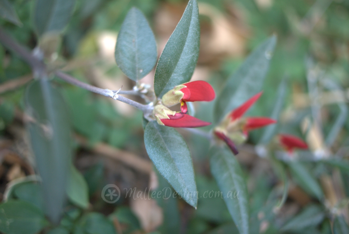 Easy to grow WA species for the East Coast