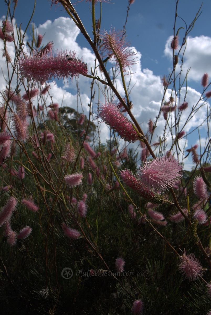 Grafted Grevillea of the moment: Grevillea petrophiloides ‘Wild Beauty’