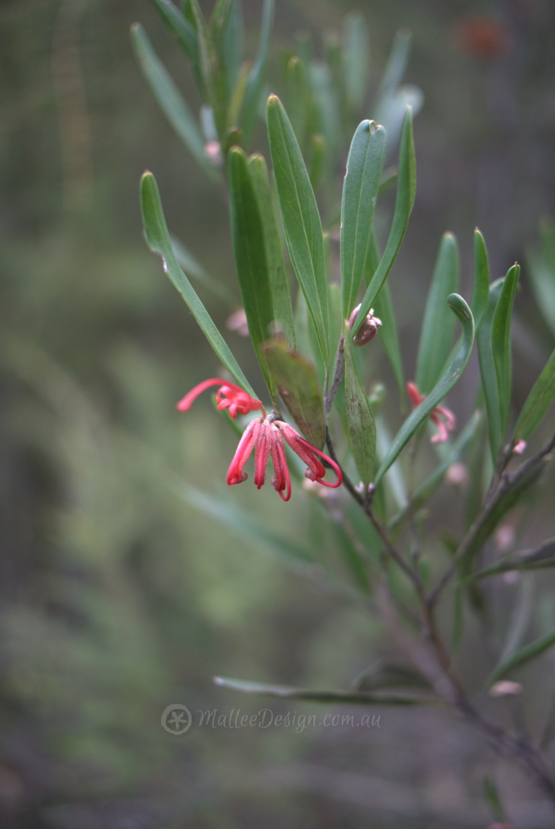 Shade Tolerant Grevillea: Grevillea oleoides Grevillea olieodes