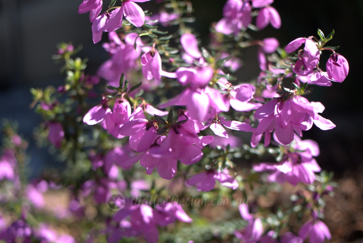 Tetratheca thymifolia at its best