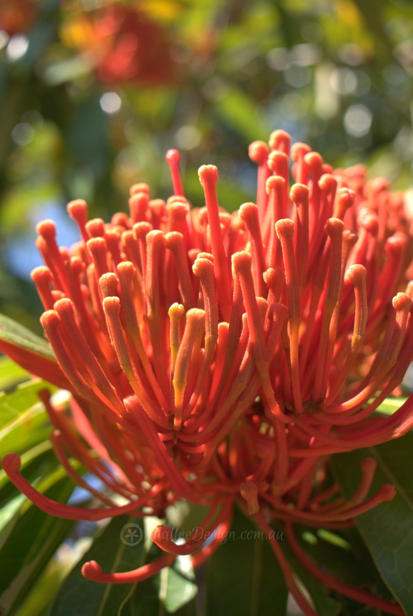 Super Showy Waratah: Alloxylon flammeum