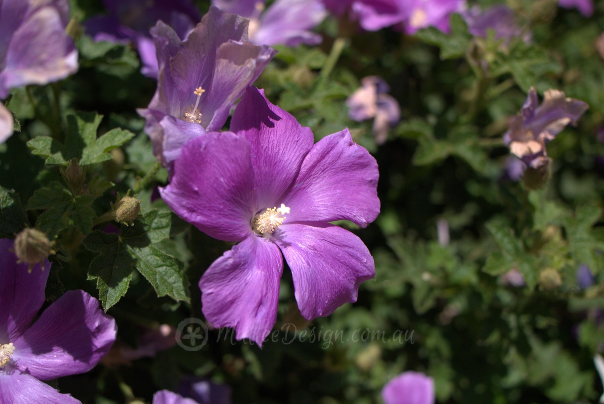 Great in the Ground: Alyogyne ‘Blue Heeler’