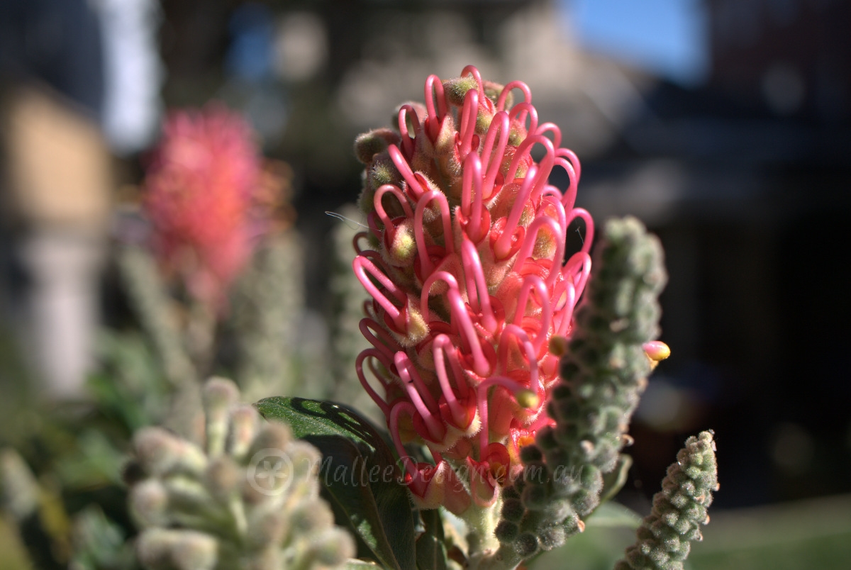 Another Favourite Grafted Grevillea: Grevillea candelabra ‘Pink’