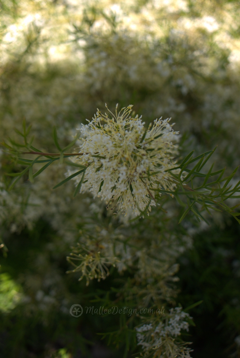 One of my Favourite Grevillea Groundcovers: Grevillea curviloba P1130348