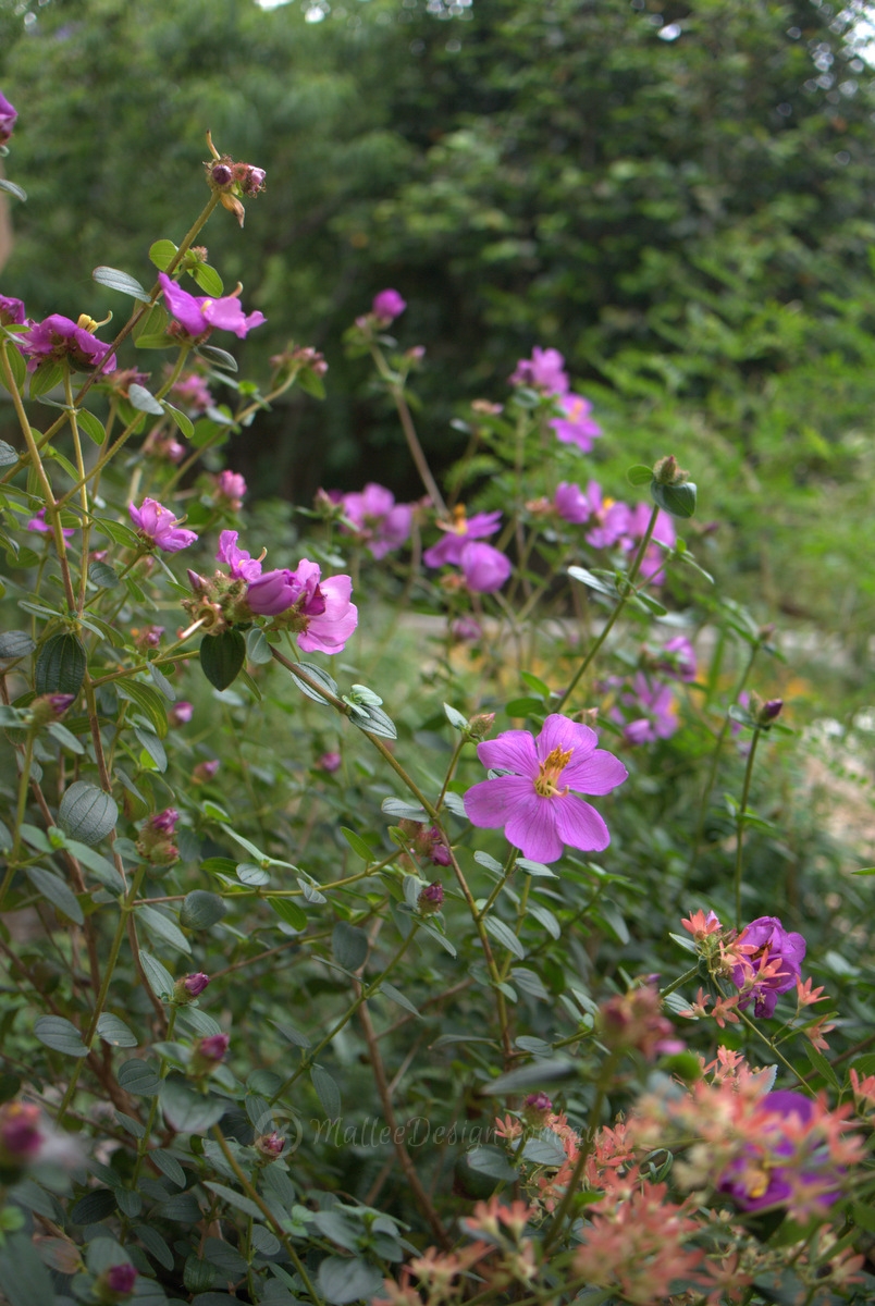 Blue Tongue: Melastoma affine
