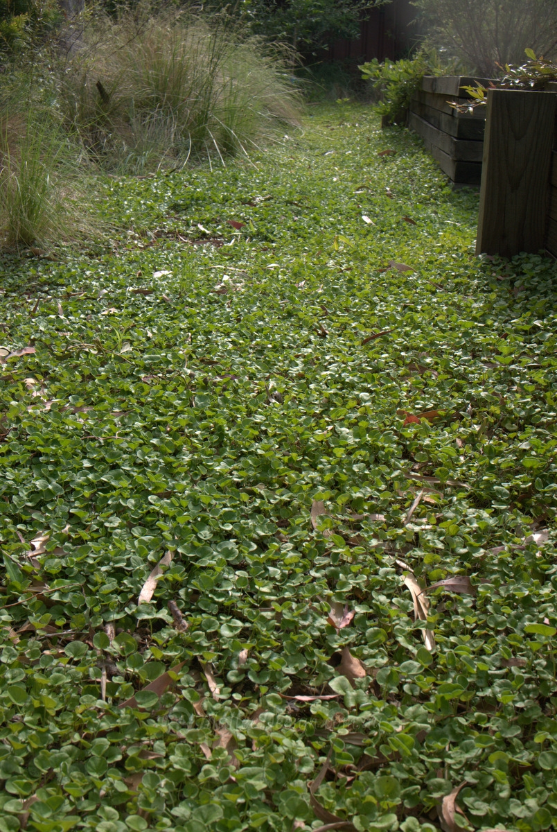 Native Lawn Substitute: Dichondra repens P1130929