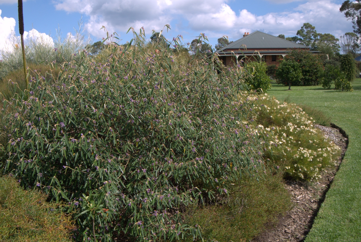 Silky Oaks: Peter and Margaret Olde