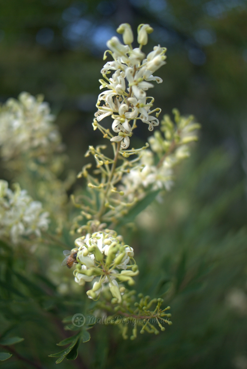 The Very Loveable Parsley Bush: Lomatia silaifolia P1140421