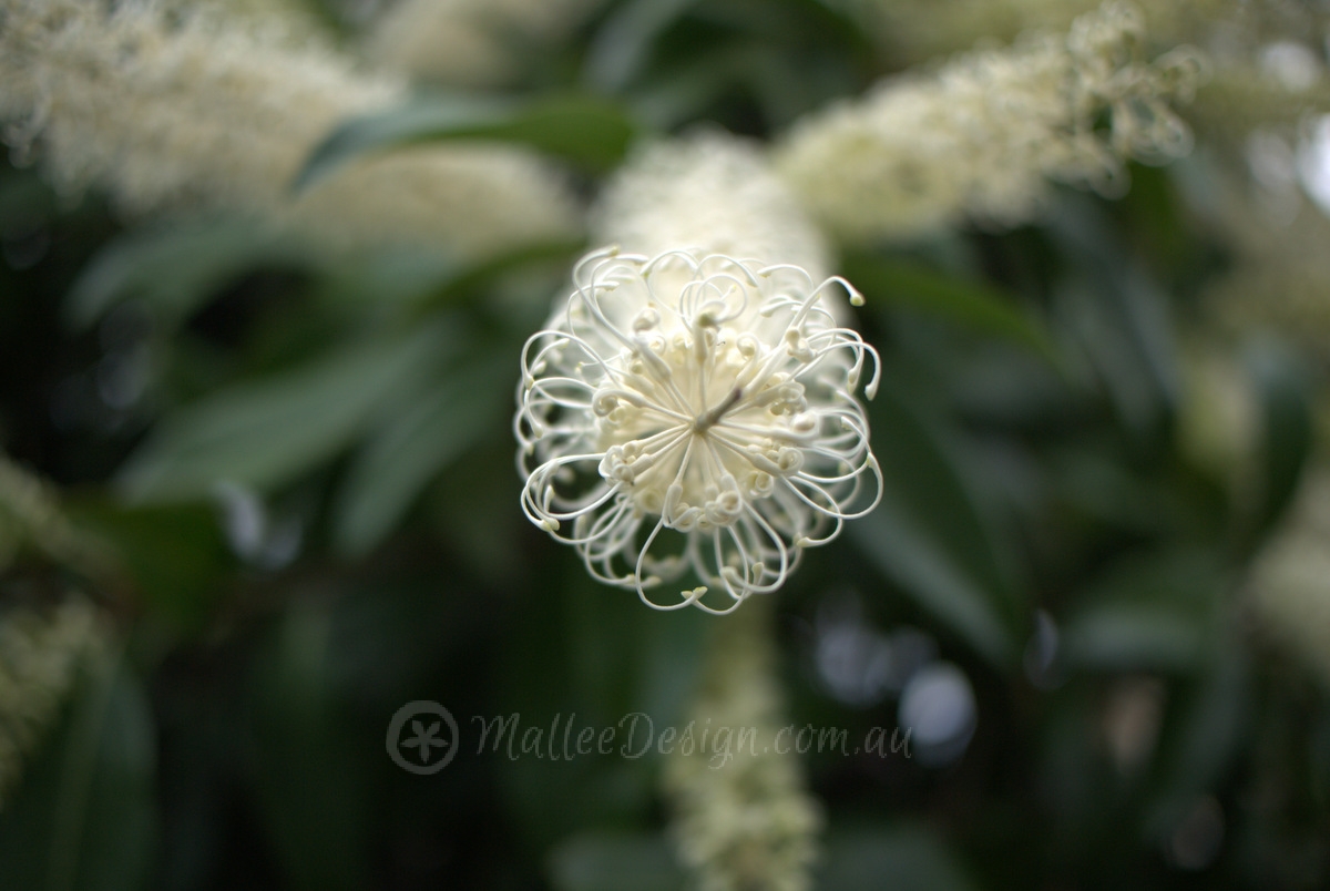 One of the Best Street Trees: Buckinghamia celsissima
