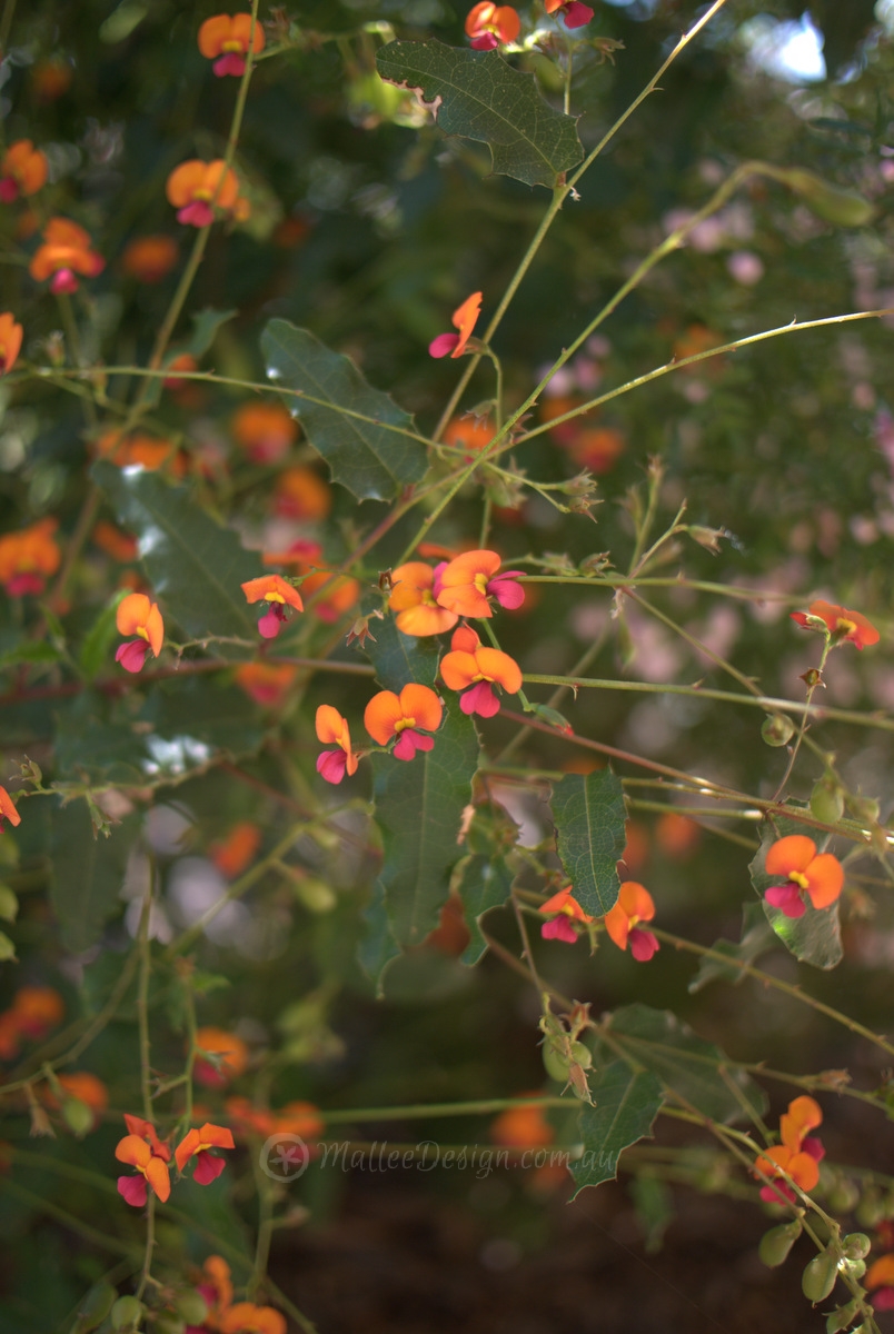 Attracting Butterflies to your Native Garden