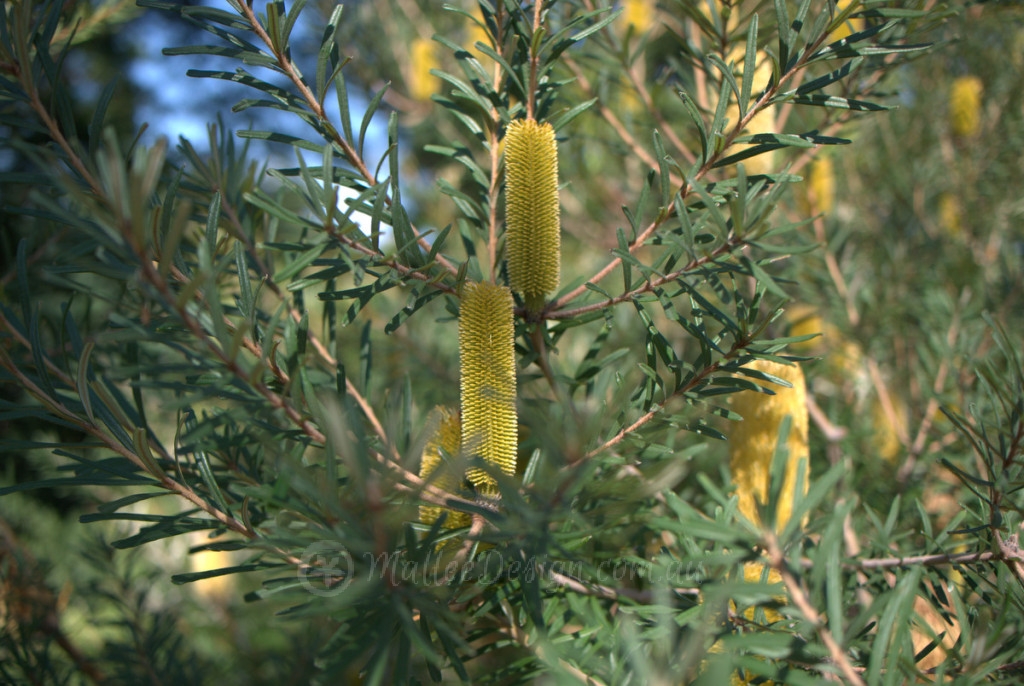 Bright, Thick and Floriferous: Banksia marginata 'Bright' P1150316