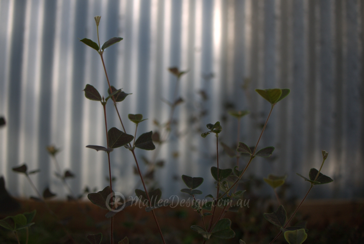 Portfolio: Garden Design Lillyfield