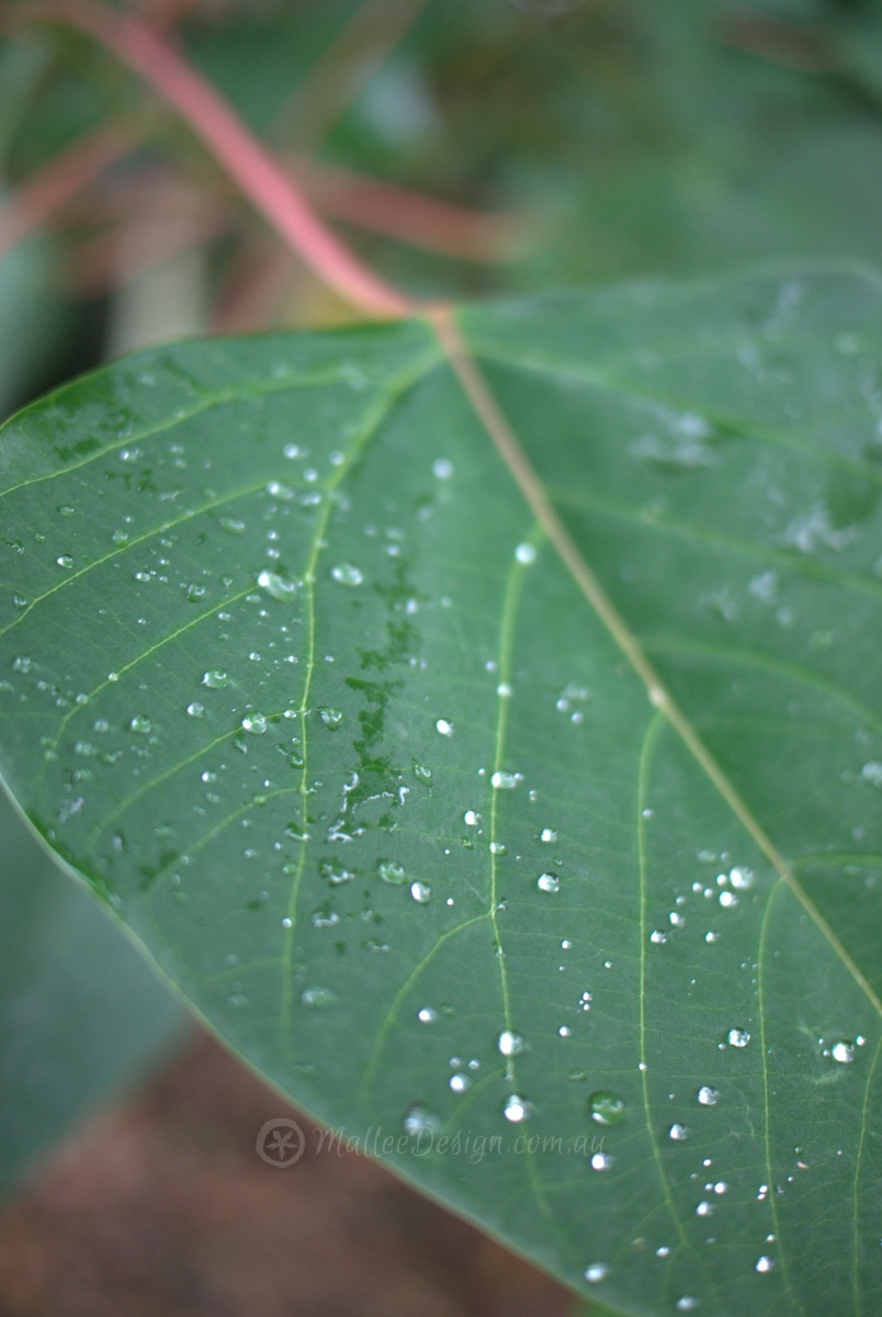 Extremely fast growing screen: Homalanthus populifolius