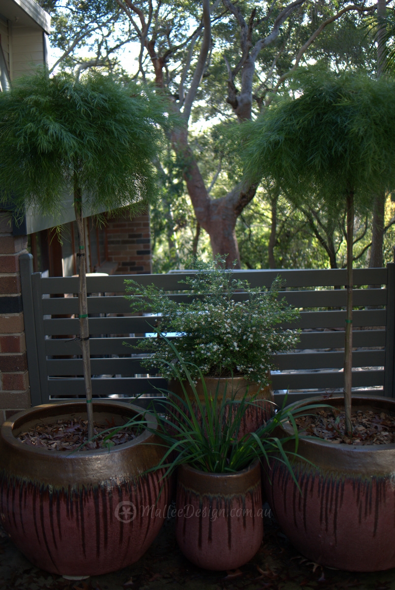 Natives for Pots and Containers Part 2