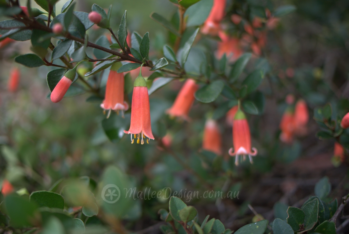 One for Brightening up Shady Hollows: Correa pulchella ‘Orange Glow’