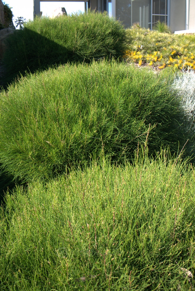 Trialling Casuarina ‘Green Wave’