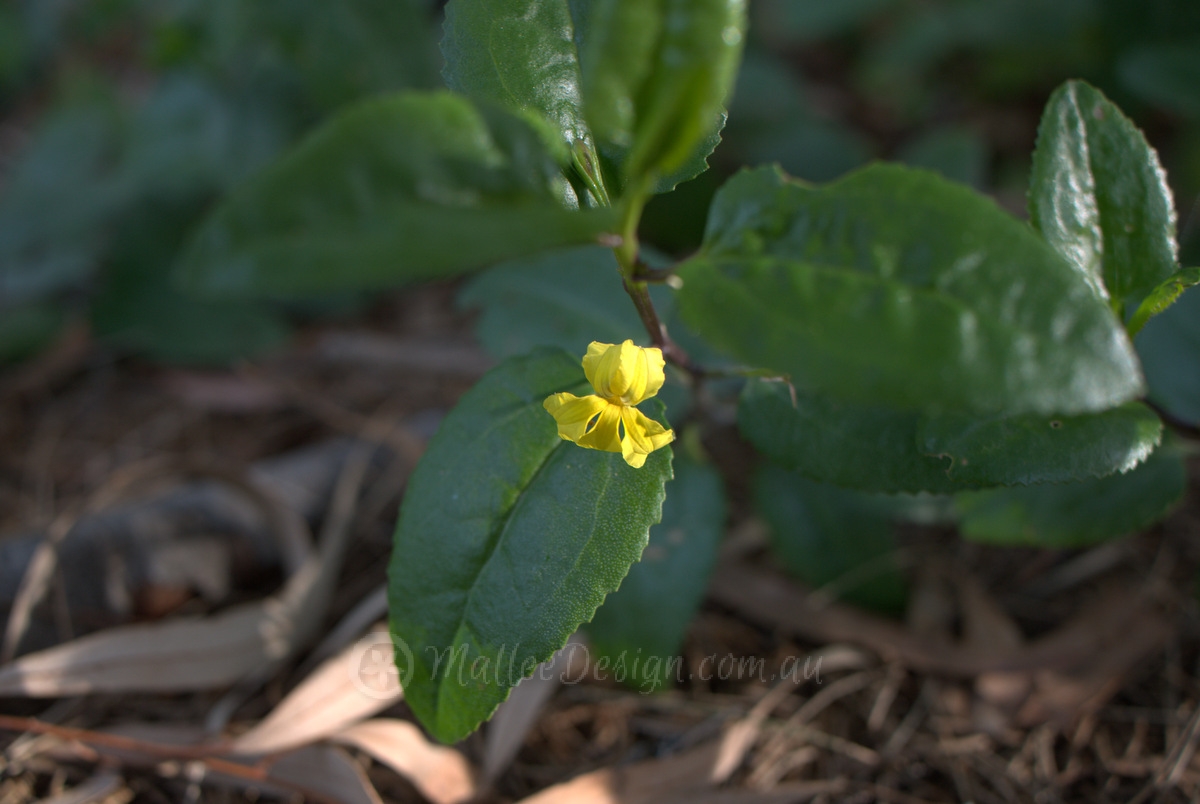 Goodenia ovata and friends