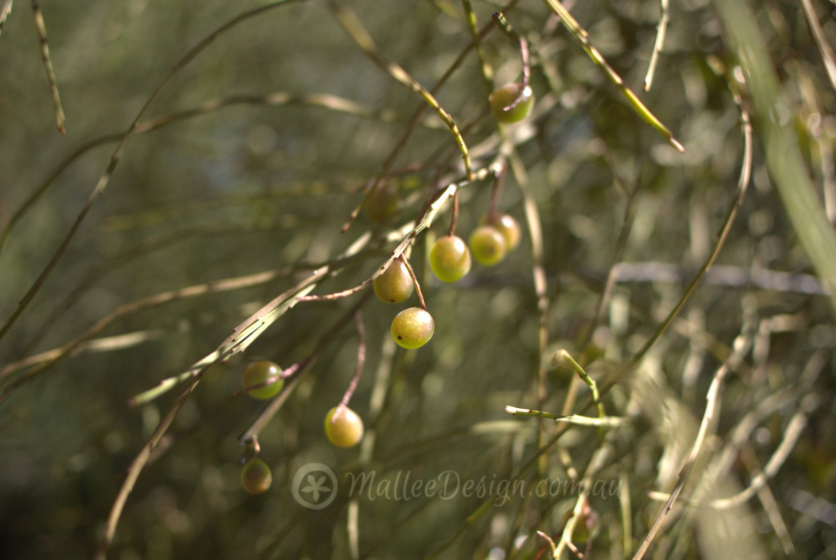 Acid Drops: Leptomeria acida