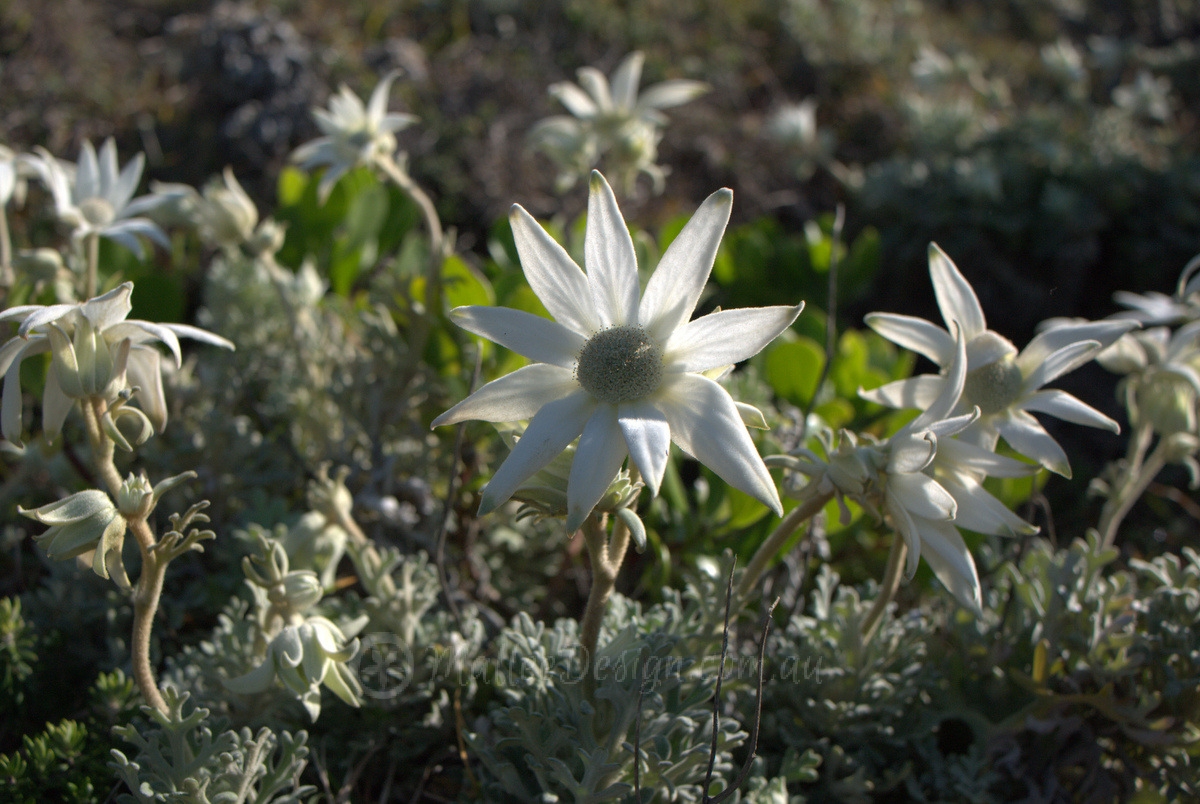 Tough as nails: Actinotus helianthi