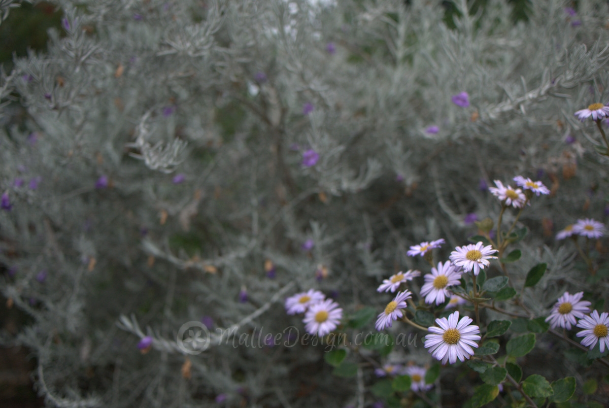 Illawarra native garden full of fresh ideas!