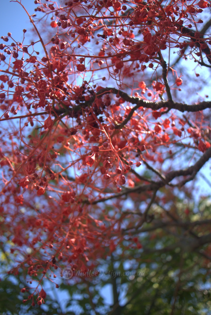 Why don’t Flame trees flower more often?