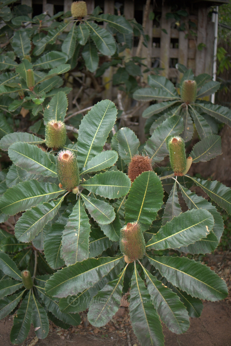 The many colours of Banksia robur