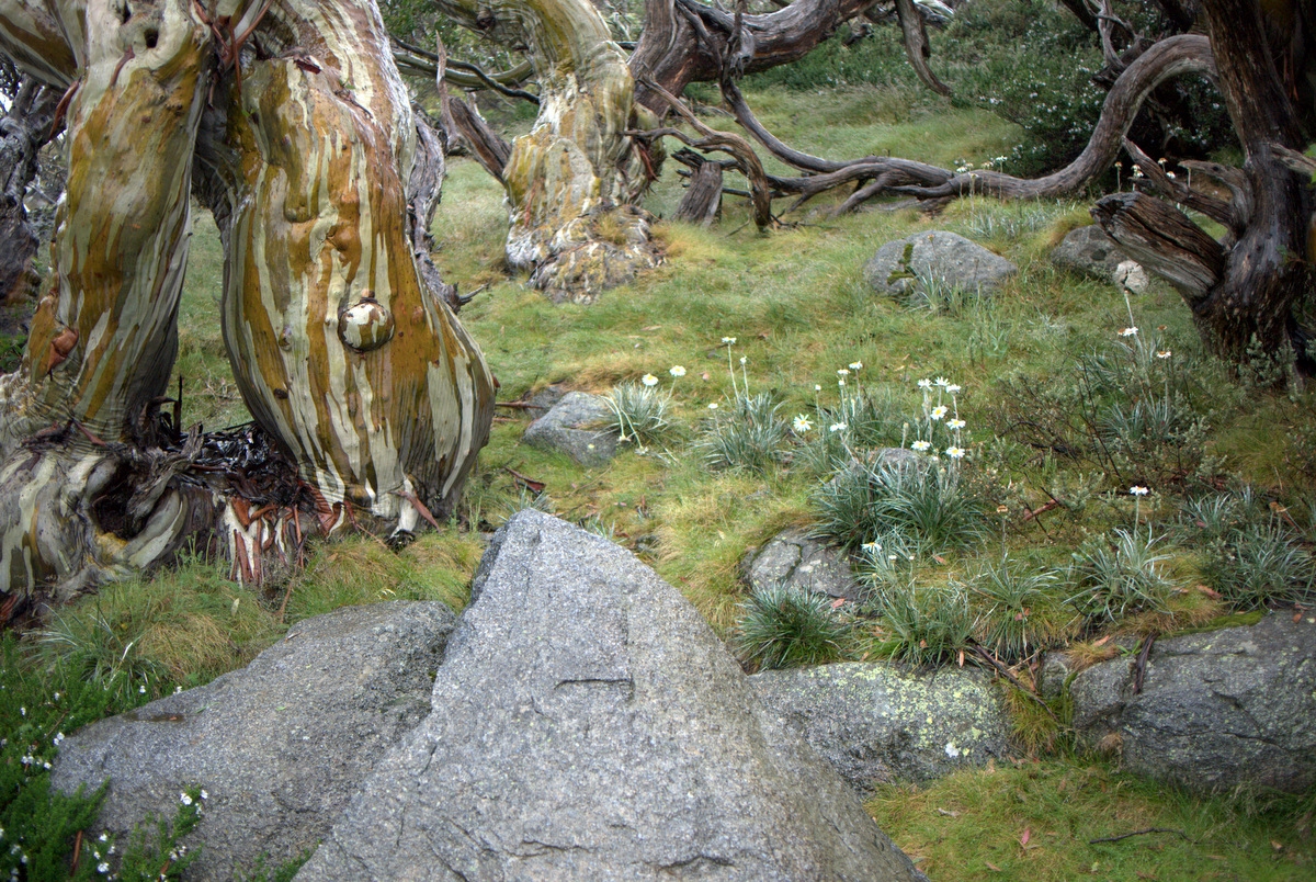 I went walking in the mountains…