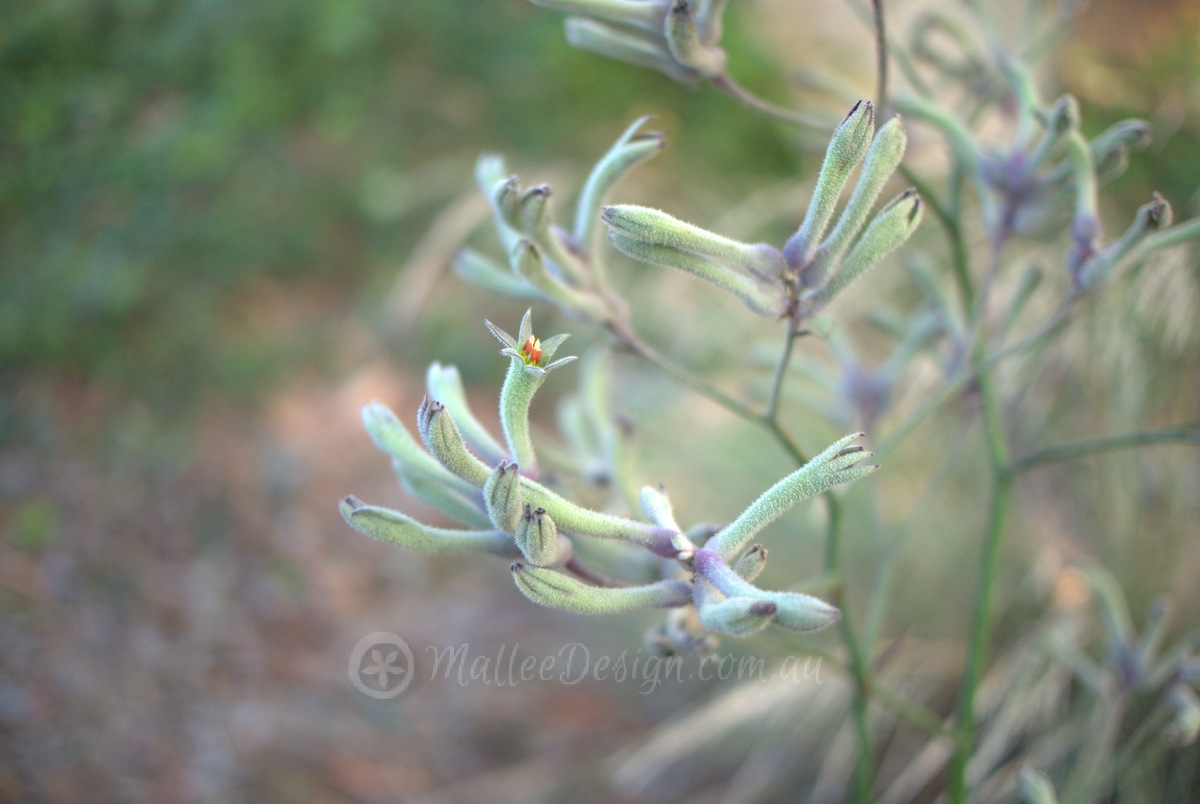 Bundeena Garden Design: Update