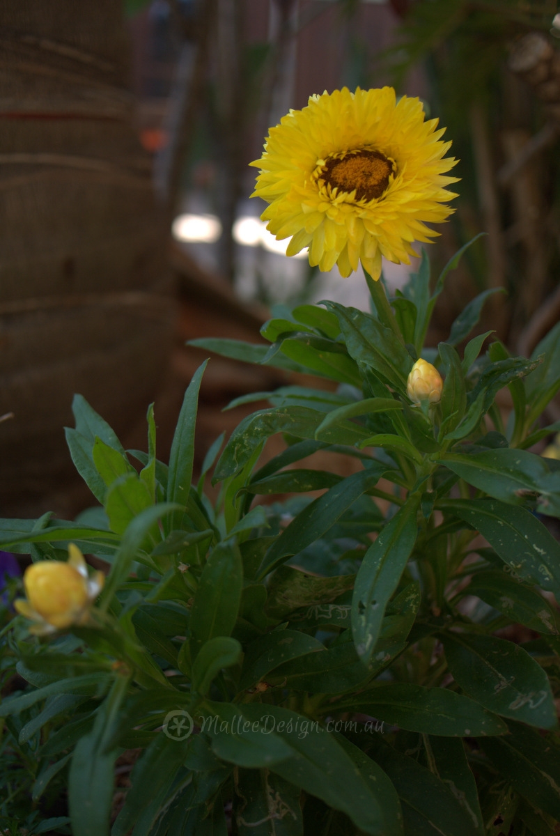 Hardy Plants for a Pre-school Garden