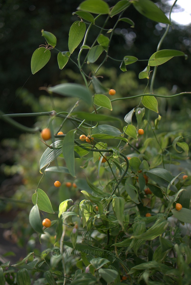 Wombat Berry: Pretty Bush Food