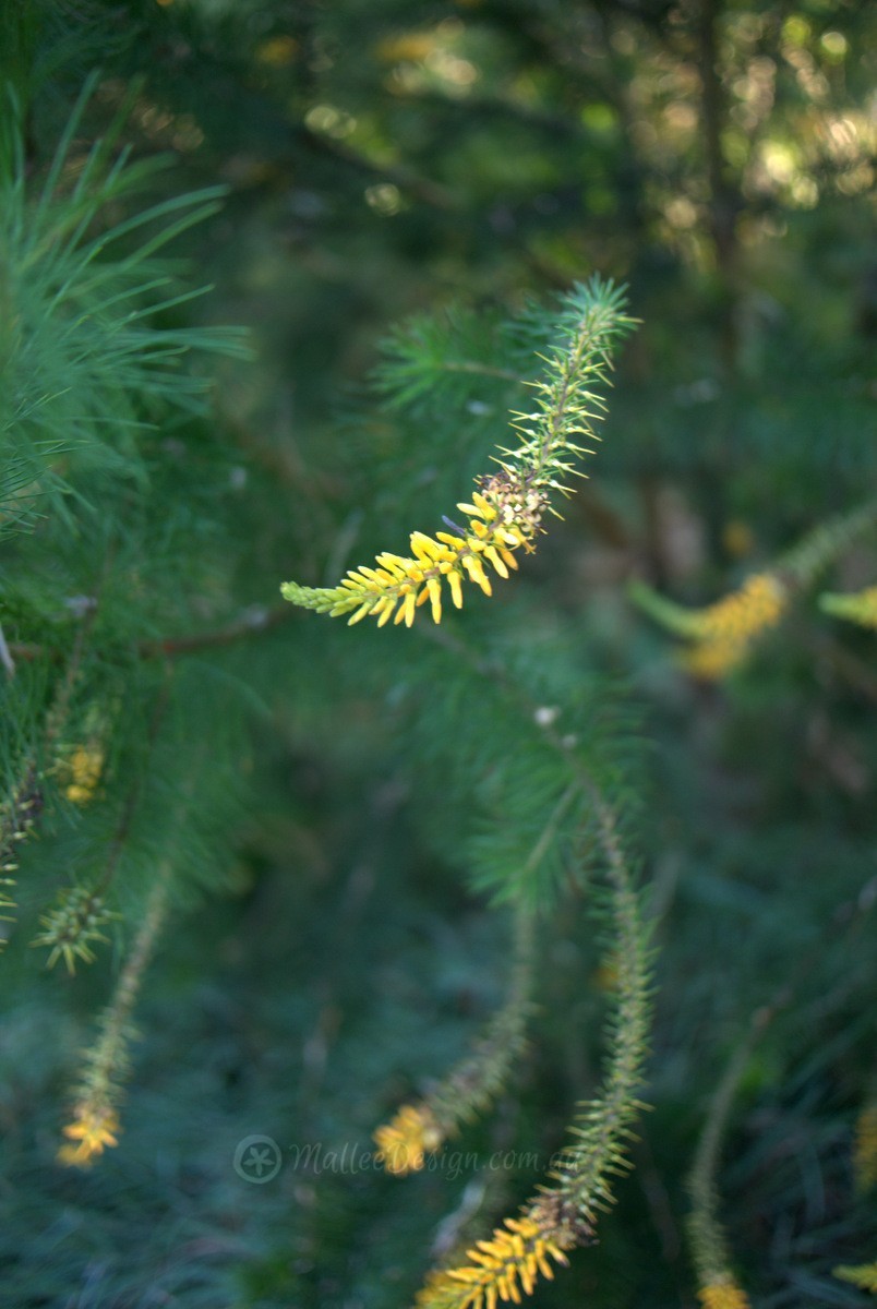 My favourite geebung: Persoonia pinifolia