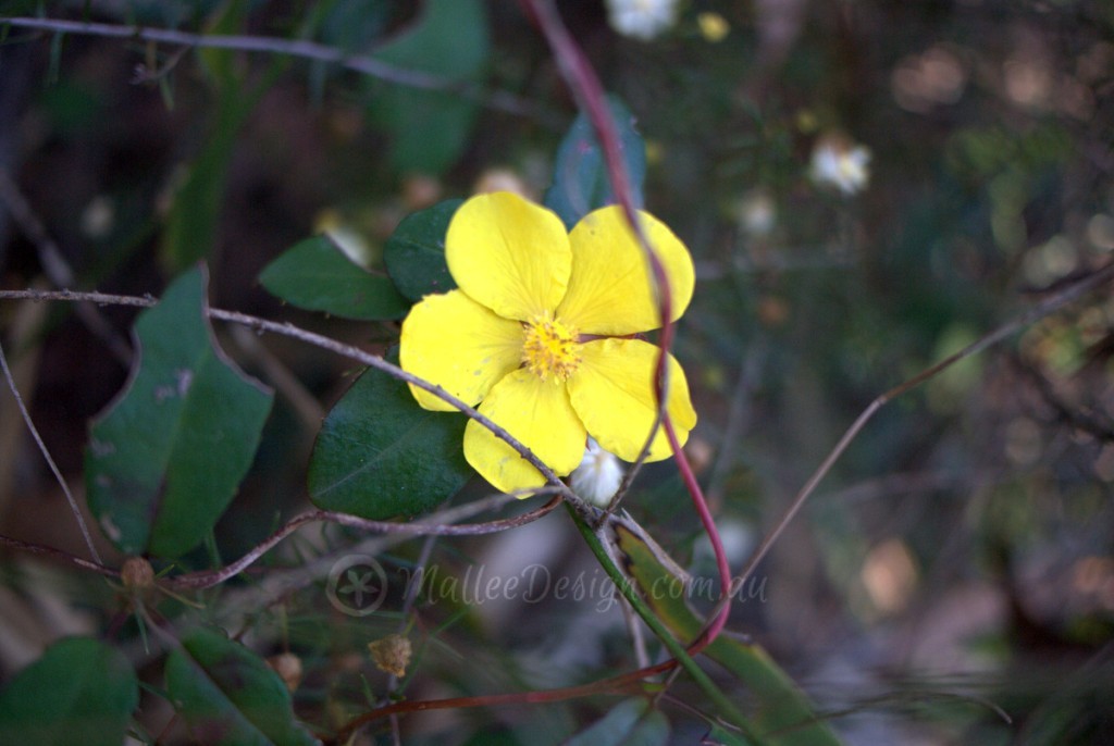 Bright climber or scrambler for dry shade: Hibbertia dentata Hibbertia dentata