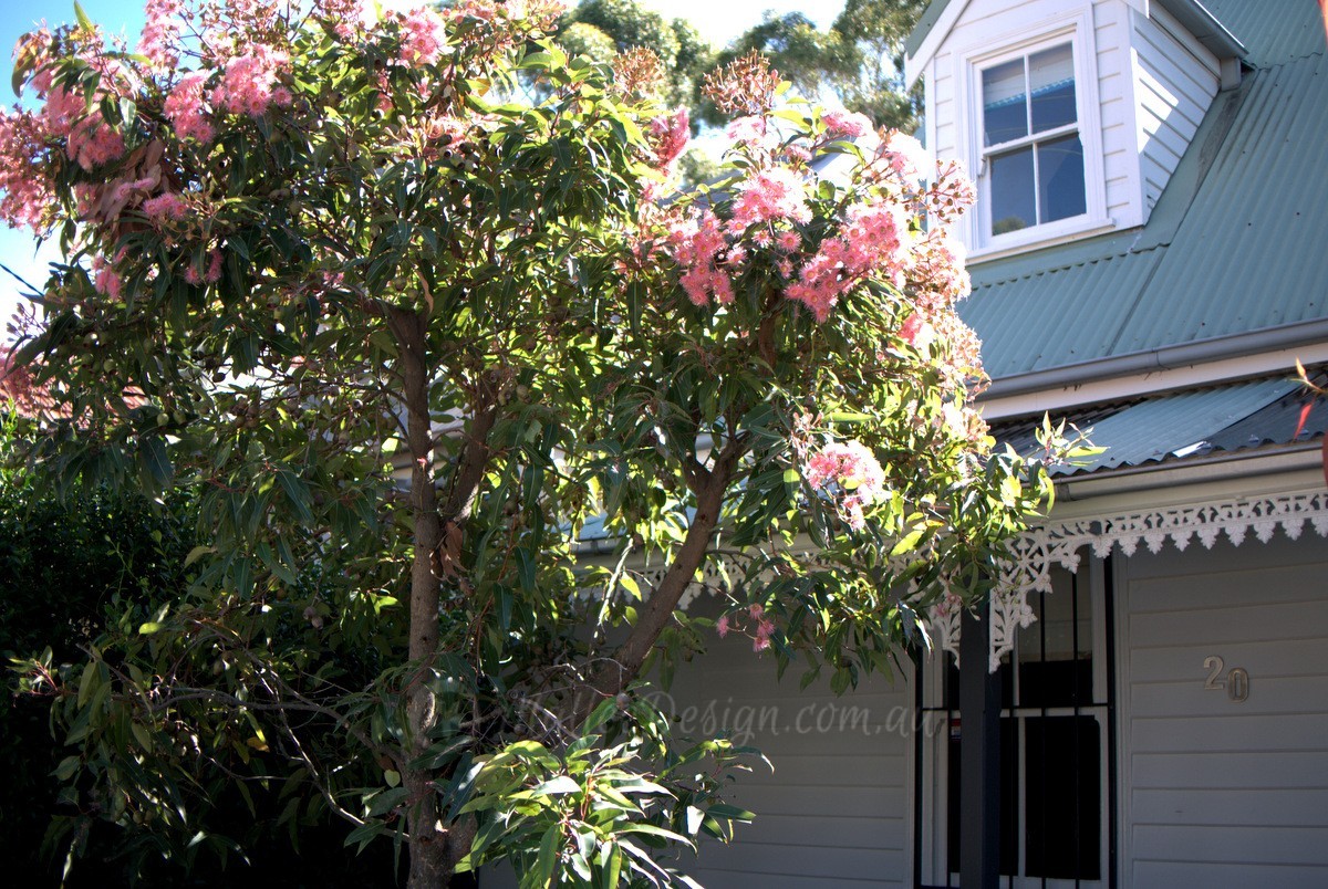 Eucalyptus ‘Summer Beauty’ and ‘Summer Red’