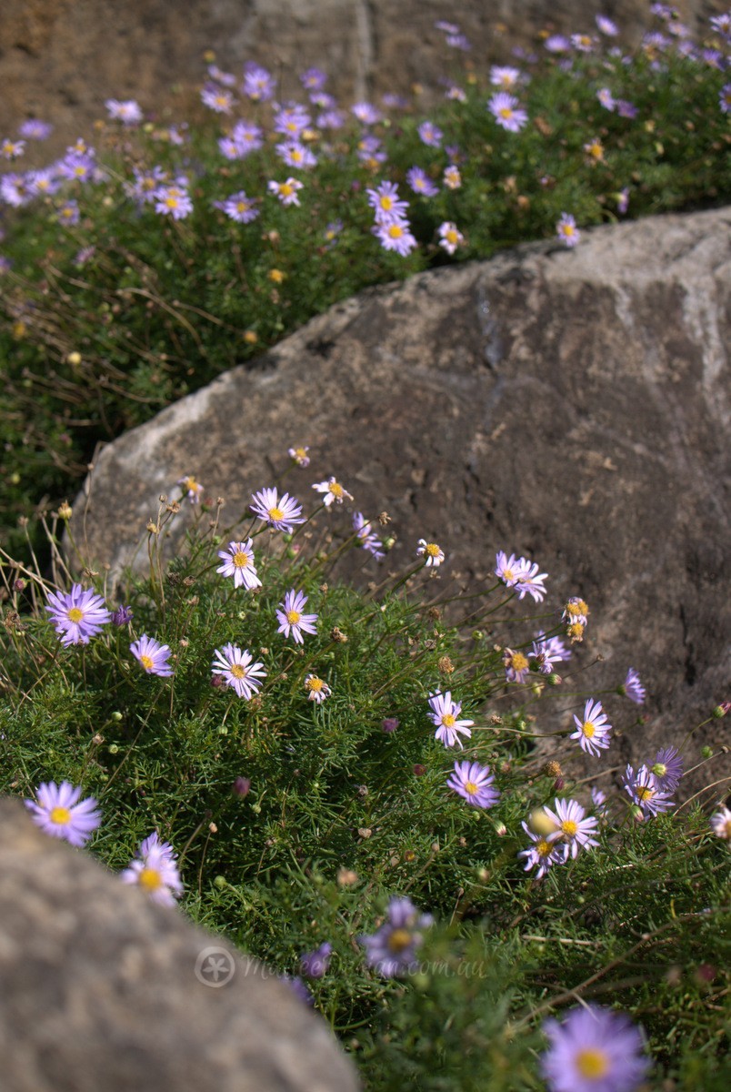 Good Old Native Daisy: Brachyscome multifida