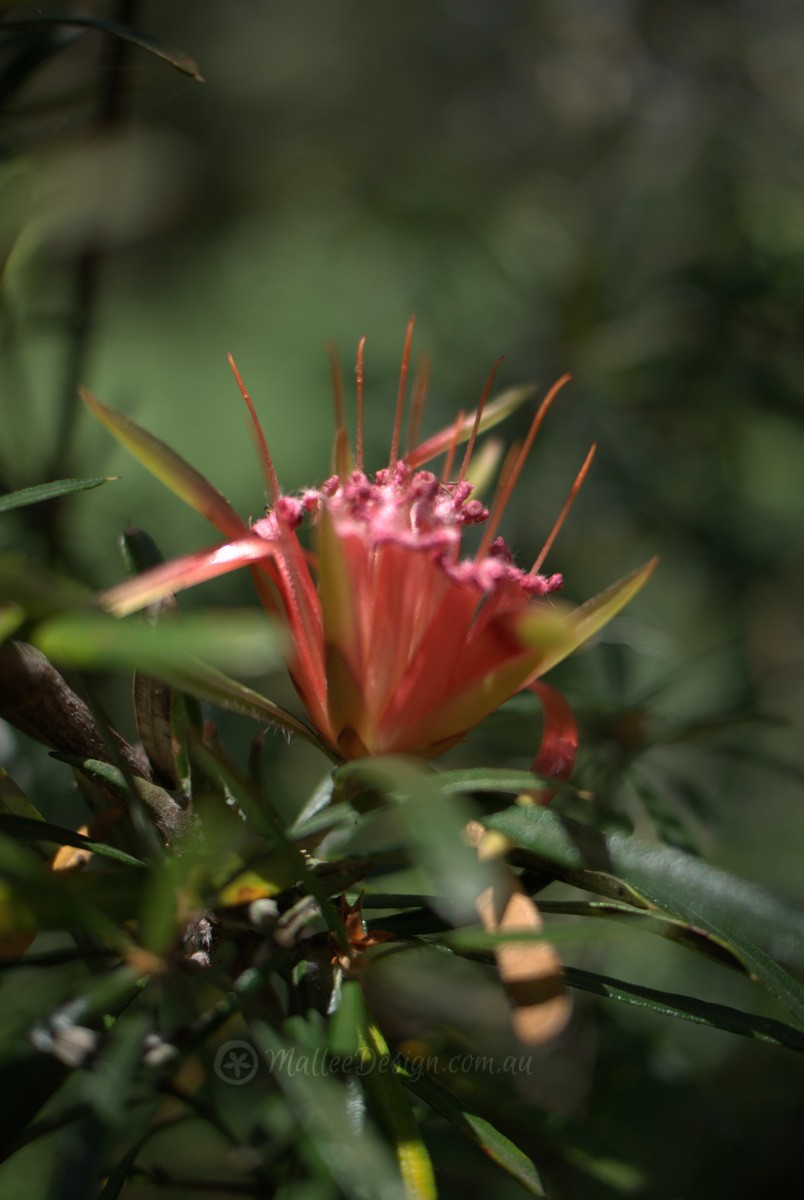 The plant every native garden should have: Lambertia formosa