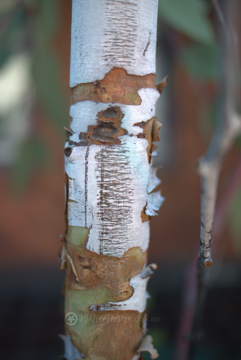 Garden Design: Leichhardt Front Garden