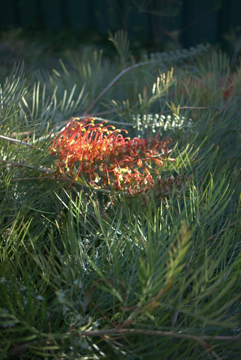 The colour combinations of Grevillea ‘Amber Blaze’