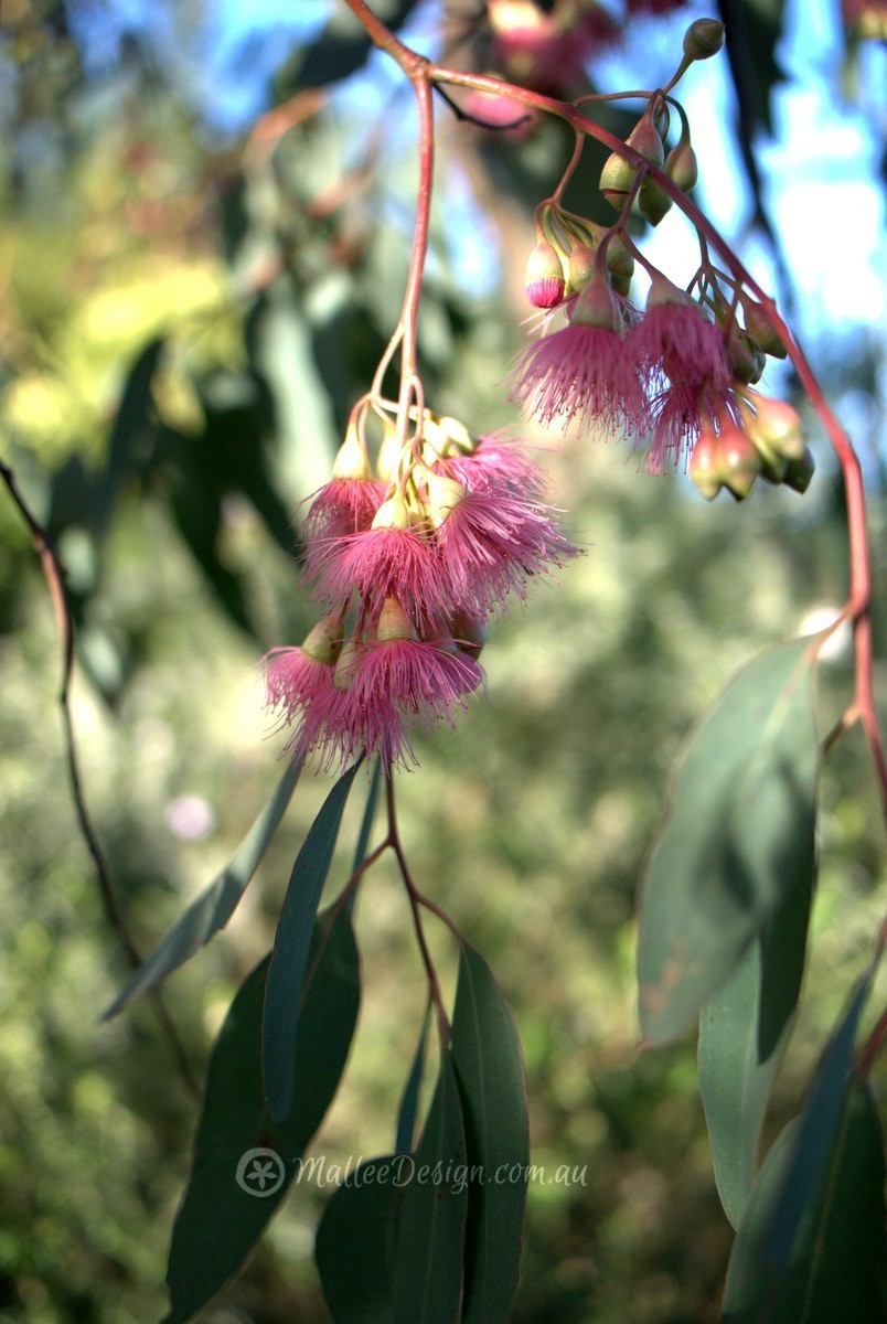 ‘Red Iron Bark’ – Eucalyptus sideroxylon Rosea