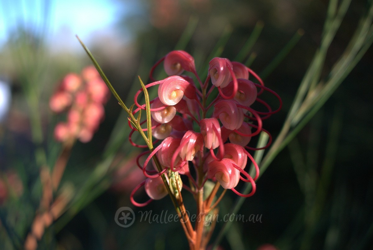 Year round flowering: Grevillea ‘Elegance’